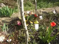 BILD1249.webp
