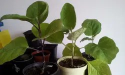 20120426_111021.webp