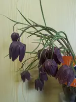 20120426_131618.webp