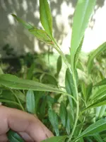 DSC09386.webp