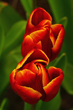dunkelrot_gelber_Rand_Tulpe_smaller.webp