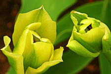 Duo in grün_weiß_Tulpe_smaller.webp