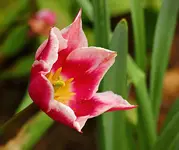 pinkige Tulpe mit weißem Blütenrand_smaller.webp