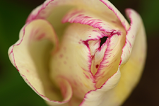 weiß_pink_gestrichelte Tulpe_smaller.webp