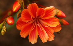 orange kleine Sukkulente_smaller.webp