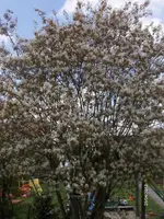 HPIM7432.webp