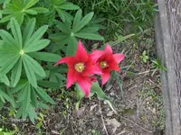 HPIM7430.webp