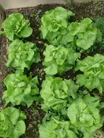 Kopfsalat_Beet.webp