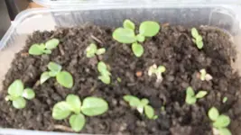 Verbascum_weiß1_12.webp
