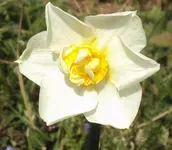DSC02639 - 2012-04-19 -  narzissenart 1.webp