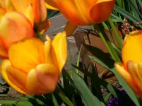 CIMG4253.webp
