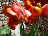 CIMG4265.webp
