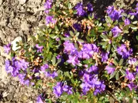 CIMG4278.webp