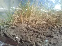 gras.webp