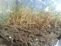 gras2.webp