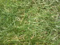 rasen.webp