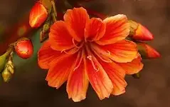 orange%20kleine%20Sukkulente_smaller.webp
