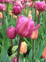Tulpe_1_IMG_4333_1.webp