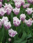 Tulpe_2_IMG_4335_1.JPG