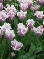 Tulpe_2_IMG_4335_1.webp
