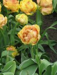 Keukenhof_5_IMG_4340_1.JPG