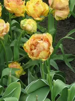 Keukenhof_5_IMG_4340_1.webp