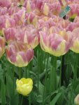 Tulpe_4_IMG_4338_1.JPG