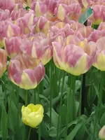 Tulpe_4_IMG_4338_1.webp