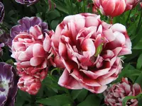 Keukenhof_7_IMG_4343.webp