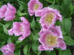 Tulpe_6_IMG_4348.JPG