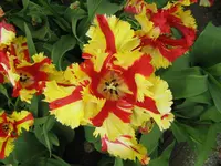 Keukenhof_8_IMG_4357.webp