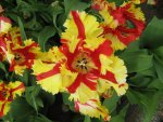 Tulpe_7_IMG_4357.JPG