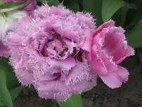 Keukenhof_6_IMG_4341.webp