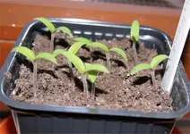 balkontomate.webp
