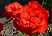 DSC_7088 Tulpen.webp