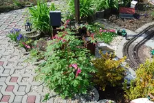 DSC_0018.webp