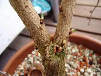 P1030130.webp