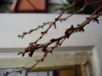 P1030126.webp
