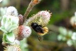 2012_0427Frühling0023 hummel an weide ..jpg