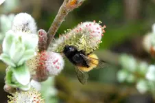 2012_0427Frühling0023 hummel an weide ..webp