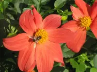 Bild 982.webp