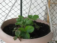 Erdbeere_4_12.webp