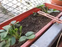 Erdbeeren_4_12 (2).webp