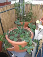 Erdbeeren_4_12.webp