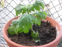 Minibell_4_12.webp