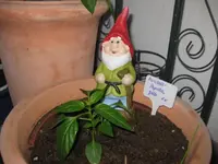 Paprika_gelb_4_12.webp
