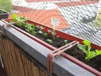 Salat_4_12.webp