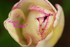 weiß_pink_gestrichelte Tulpe2.webp