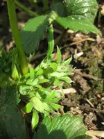 Erdbeere (2).webp