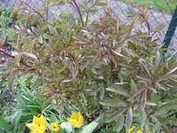 Pfingstrose (2).webp